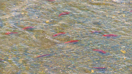 Wild Rivers with Tillie