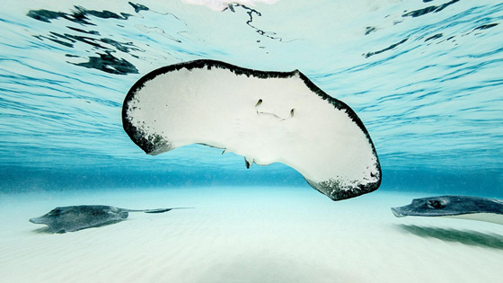 To The Ends of the Earth: The Natural World - Oceans
