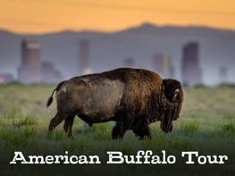 Buffalo Tour