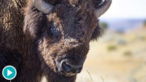The American Buffalo
