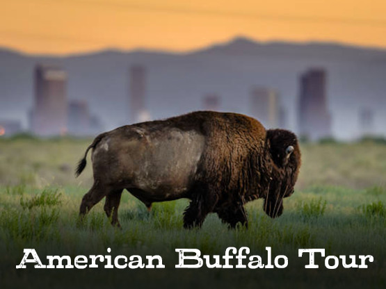 American Buffalo Tour